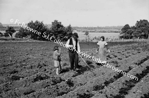 SOWING POTATOES